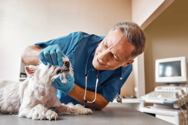 Best Emergency Tooth Extraction in Southmont, NC